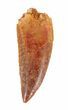 Large, Raptor Tooth - Morocco #62175-1